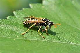 Wasp Pest Control Atlanta Urban Wildlife Control Wasp Insects Wasp Insect