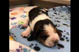 George Jongsma Has Basset Hound Puppies For Sale In Orland Ca On Akc Puppyfinder Basset Hound Puppy Hound Puppies Basset Hound