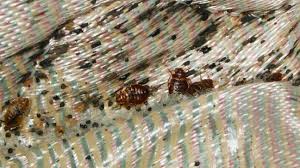 You may also see hives or wheals that are significantly redder than the surrounding skin.2 x expert source kevin carrillo pest control. Bed Bug Bites Symptoms And Treatments