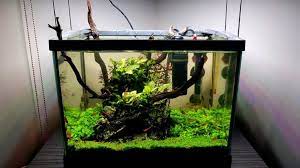 Progress On My Low Tech Nano Aquascape Plantedtank Aquascape Freshwater Aquarium Tropical Fish