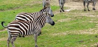 West midlands safari park on wn network delivers the latest videos and editable pages for news & events, including entertainment, music, sports, science and more west midland safari and leisure park is a safari park located in bewdley in worcestershire, england. West Midlands Safari Park Picniq