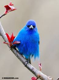 Blue Birds That Look Like Cardinals Azul Demais Passaros Coloridos Fotos De Animais Especies De Aves