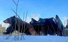 5 bear cubs released back into the wild in Colorado after rehabilitation -  ABC News