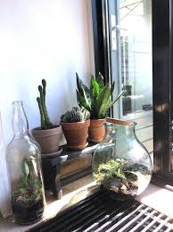 Dichte Fles Met Planten Terrarium Groen In Glas Planten Terrarium Planten Plantenpotten