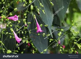 Image result for Strobilanthes hamiltoniana