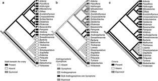 Image result for Schlechterina