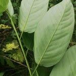 Image result for Trachyphrynium braunianum