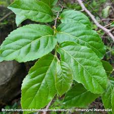 Image result for Homalium dentatum