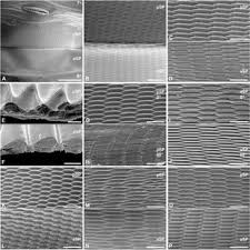 Here are some repeat after me songs and chants. Pdf Twittering Pupae Of Papilionid And Nymphalid Butterflies Lepidoptera Novel Structures And Sounds