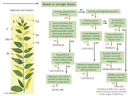 nutrient deficiencies msu extension soil fertility