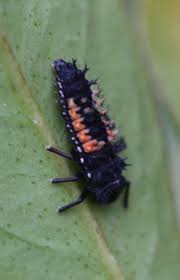 Ladybugs baby flock around their eggs. Ladybug U S National Park Service