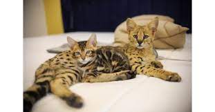 Fluffy French Bulldogs Bengal Cats F1 Savannah Cats The Designer Pets That Are Taking Social Media By Storm Cost Upwards Of 250 000