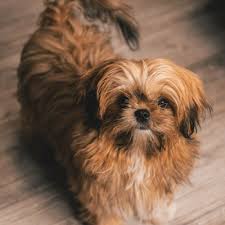 Check spelling or type a new query. Shih Tzu Colors Coat Patterns Rare Colorings