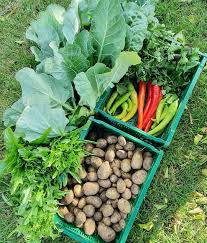 Eigene Nahrung Anbauen Unser Garten Hat Gut 300 Qm Fairerweise Muss Ich Sagen Dass Moppi Grund Und Boden Gepachtet Hat Und Ich Mich Mit Meinen Vielen Blume