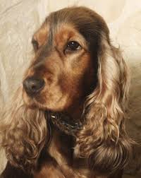 Black And Tan Cocker Spaniel For Sale Los Angeles English Cocker Spaniel English Cocker Spaniel Cocker Spaniel English Cocker