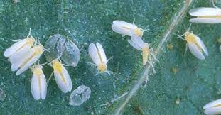 The guide is published annually and is a valuable resource to those involved in cotton production. Cotton Insect Management Guide Teaching Research Extension And Service