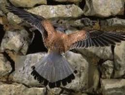 El cernícalo vulgar (falco tinnunculus) es un ave rapaz que integra el grupo de los cernícalos de la familia de los halcones que lleva por nombre falconidae. El Cernicalo Vulgar Un Pequeno Halcon Madridiario