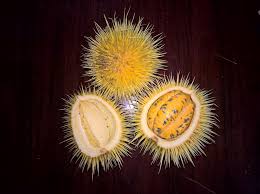 Image result for Caloncoba crepiniana