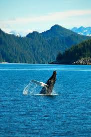 Having A Whale Of A Time Alaska Travel Whale Wonders Of The World