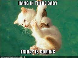 Hang In There Baby Friday Is Coming Kitten Pictures Cute Cat Wallpaper Cats And Kittens