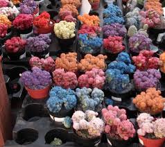 I worked with my local home depot nursery and this was my biggest problem with them. Crimes Against Nature Viewer Discretion Advised Gardening Succs