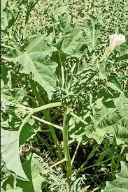 Image result for Datura ferox