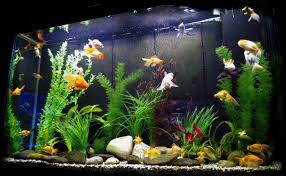 Selain itu akuarium hias yang bersih dan terawat juga dapat membuat ikan hias yang kita pelihara menjadi nyaman dan tidak stress. Sering Disepelekan Ini 5 Manfaat Ajaib Memelihara Ikan Hias