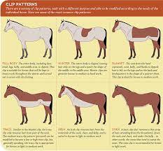 Clipping 101 Horse Journals