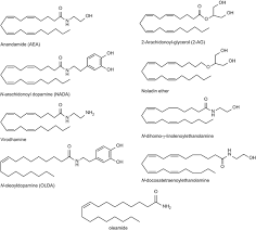 Chef nada elassal / happy eid mubarak premium imag. The Endocannabinoid System A Dynamic Signalling System At The Crossroads Between Metabolism And Disease Springerlink