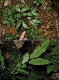 Image result for Ptisana