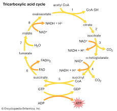 Tricarboxylic Acid Cycle Biochemistry Britannica