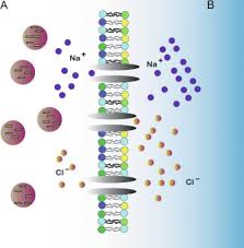 A semipermeable membrane allows certain. Cell Membranes Sciencedirect