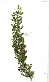 Image result for Ormocarpum