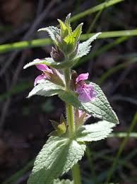 Image result for Stachys aculeolata