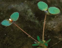 Image result for Litanthus pusillus