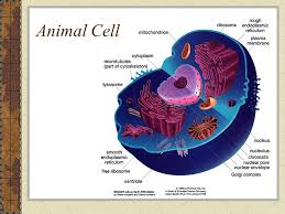 But there was a time when we didn't know anything about cell structure. Cells 6th Grade Science Ppt Video Online Download