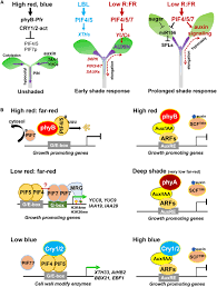 Auxin promotes plant cell growth by. Frontiers Auxin Dependent Cell Elongation During The Shade Avoidance Response Plant Science