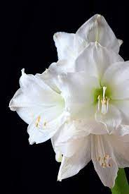 White Amaryllis Flower On Black Background Stock Photos Amaryllis Amaryllis Flowers Black Backgrounds