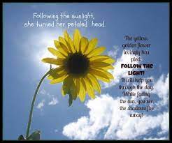 Sunflower Poem And Picture Art Uplifting Quotes Sunflower Poem Poems Sunflower Quotes