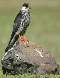 We invite you to visit our tranquil bird park and experience south africa's magnificent aerial predators firsthand. Amur Falcon Falco Amurensis Formerly Eastern Red Footed Falcon Is A Small Raptor Of The Falcon Family It B Bird Supplies Birds Of Prey South African Birds