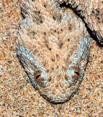 Pin By Jemuel Stephenson On Pit Viper Heads Reptile Snakes Animals All Gods Creatures