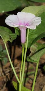 Image result for Ipomoea aquatica