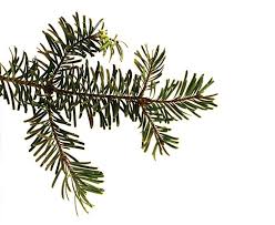 Douglas fir pine needle tea. Douglas Fir Needles Conifers Prune Plant Leaves
