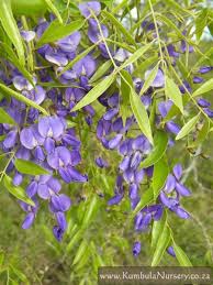 Image result for Bolusanthus