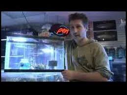 Pet Fish Aquarium Care Tips How To Breed Betta Fish Pet Fish Betta Breeding Breeding Betta Fish