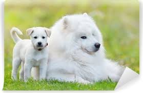 Samoyed Kopek Ve Beyaz Kopek Yavrusu Duvar Resmi Pixers Haydi Dunyanizi Degistirelim