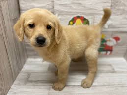 ペットショップ ふしみ