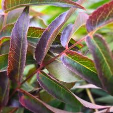 Image result for Kirkia acuminata