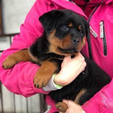 Pet shipping and front door pet delivery available anwhere in the usa. Kuwait Ads For Pets Animals 30 Free Classifieds Muamat