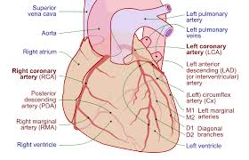 Check spelling or type a new query. Coronary Circulation Wikipedia